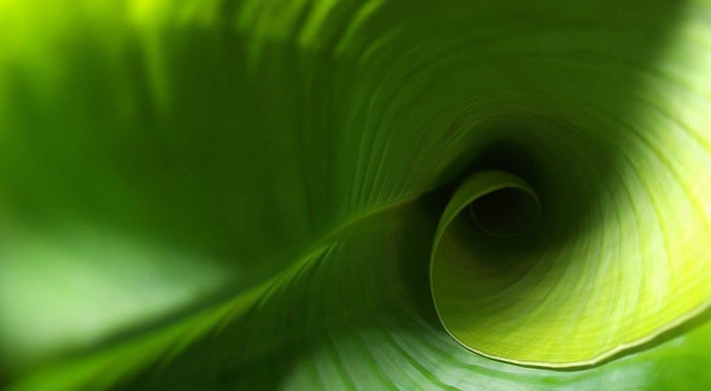 leaf, green, plant